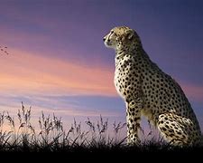 Image result for Cheetah Pring Monitor