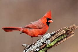 Image result for Cardinal Spirit Animal