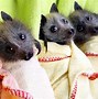 Image result for Baby Bats Born