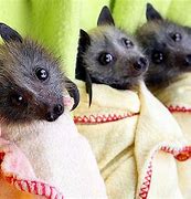 Image result for Baby Flying Fox Fruit Bat