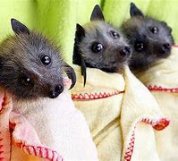 Image result for Baby Fruit Bat Pets