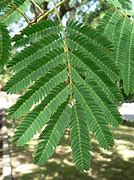 Image result for Leaves of Acacia Trees Kenya