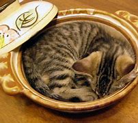 Image result for ねこ鍋