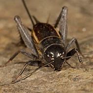 Image result for Field Cricket Female