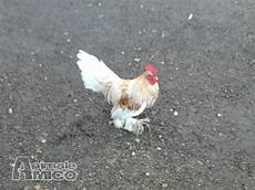 galline da cortile vendita gallina da privato a roma galline ornamentali 26 galline da cortile vendita gallina da privato a roma galline ornamentali 26