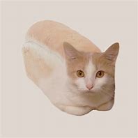 Image result for Cat Floating Loaf