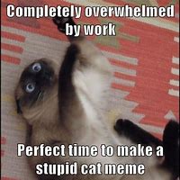 Image result for Overwhelmed Cat Meme