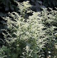 Résultat d’images pour Artemisia lactiflora Elfenbein