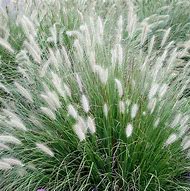 Image result for Pennisetum alopecuroides Foxtrot