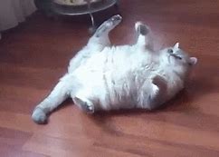 Image result for Fat Meme Animated Cat