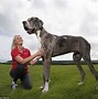 Image result for World's Biggest Dog Ever Alive