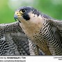 Image result for Peregrine Falcon Hunting