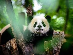 Image result for Giant Panda Digestive System