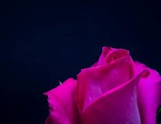 Image result for Dark Pink Roses