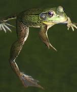 Image result for Jumping Bullfrog