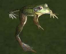 Image result for 4 Frogs
