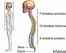 Image result for herniarse