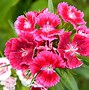 Image result for Dianthus barbatus Nigricans
