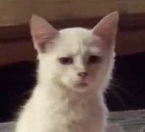 Image result for Stressed Out Cat Meme
