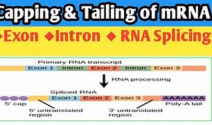 Image result for Exon Capping Intron