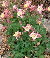 Image result for Aquilegia caerulea Spring Magic Rose White