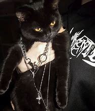 Image result for Grunge Cat