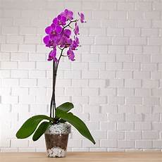 orchidea vaso trasparente vaso per orchidea trasparente vendita orchidea vaso trasparente vaso per orchidea trasparente vendita