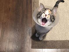 Image result for Cone of Silence Meme