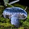 Image result for Magical Mushrooms