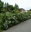 Image result for Pyracantha Red Column
