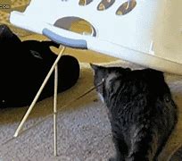 Image result for Funny Cat Trap Memes
