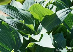 Image result for Hosta Hadspen Heron