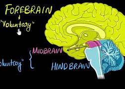 Image result for Functions of Brain Khan Academy