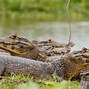 Image result for Caiman Habitat