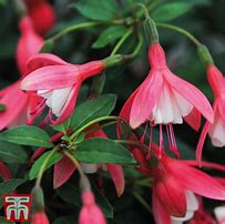 Image result for Fuchsia Lady Thumb