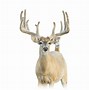 Image result for 150 Inch Class Whitetail