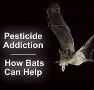 Image result for Chemical for Bats