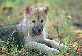 Image result for Real Wolf Puppies
