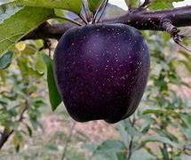 Image result for Pic of a Real Apple