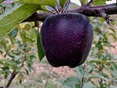 Image result for Pic of a Real Apple