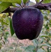 Image result for Pics of Black Diamond Apple