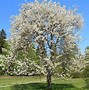 Image result for Prunus avium Sunburst