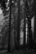 Image result for Dark Forest Tumblr