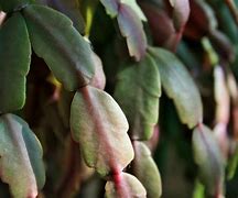 Image result for Crab Claw Succulent