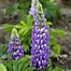 Image result for Lupinus polyphyllus the governor