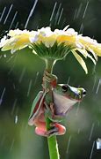 Image result for Rain Frog Meme