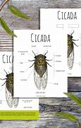 Image result for Cicada Anatomy