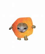 Image result for Orange Fruit Cat Meme