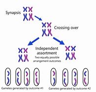 Image result for Independent Assortment vs Crossing Over