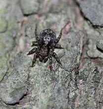 Image result for Spider with Skull On Back